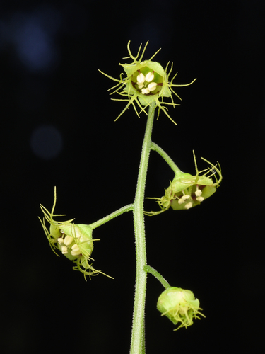 Mitellastra caulescens (Leafy Miterwort) (alternate view 3)