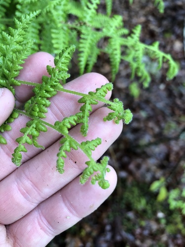 Dennstaedtia punctilobula (Hay-Scented Fern)