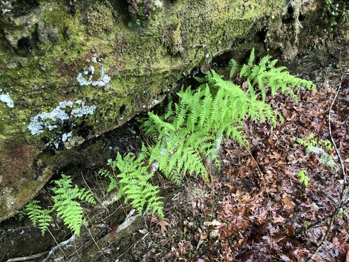 Dennstaedtia punctilobula (Hay-Scented Fern)