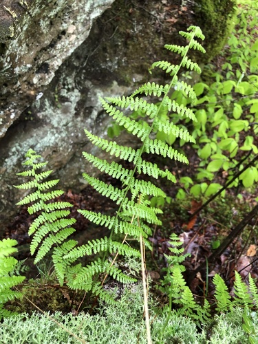 Dennstaedtia punctilobula (Hay-Scented Fern)