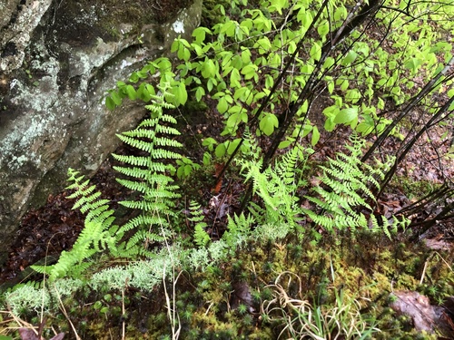 Dennstaedtia punctilobula (Hay-Scented Fern)