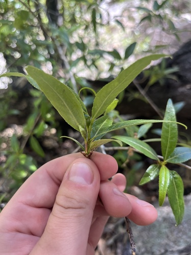 Populus angustifolia (Narrowleaf Cottonwood) (alternate view 2)