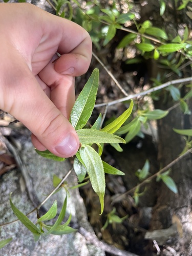 Populus angustifolia (Narrowleaf Cottonwood) (alternate view 3)