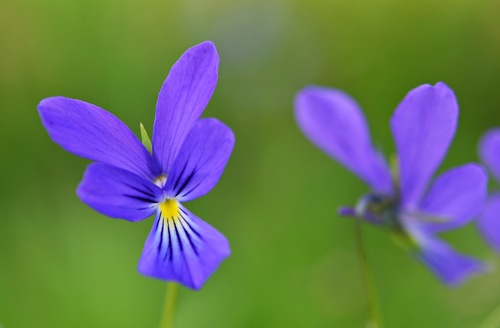 Viola lutea (Mountain Pansy)