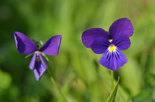 Viola lutea (Mountain Pansy)
