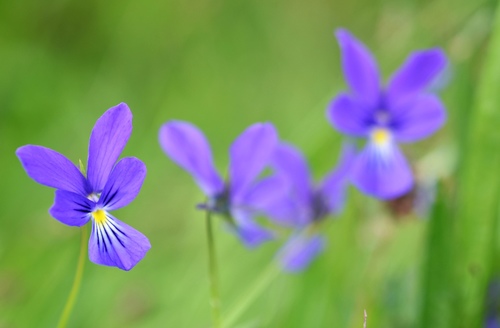 Viola lutea (Mountain Pansy)