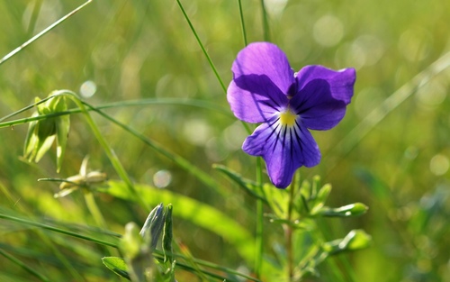 Viola lutea (Mountain Pansy)