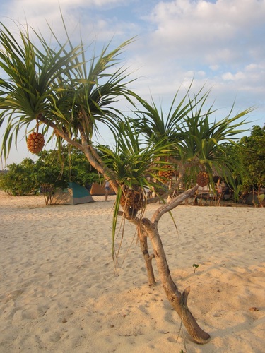 Pandanus tectorius (thatch screwpine)