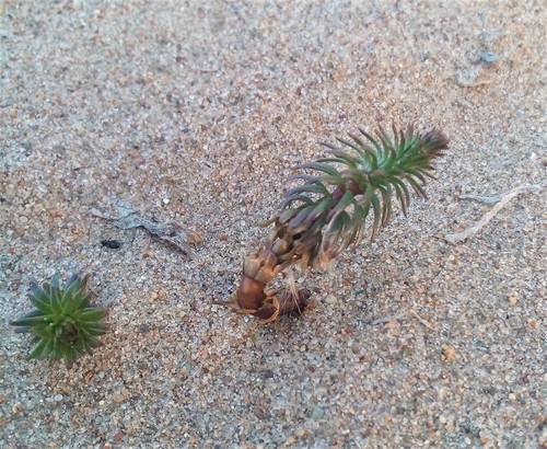 Hippuris vulgaris (Common Mare's Tail) (alternate view 5)