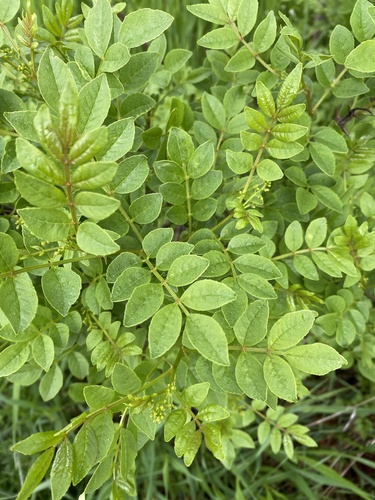 Zanthoxylum (prickly-ashes) (alternate view 9)
