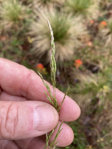 Sporobolus heterolepis (Prairie Dropseed)