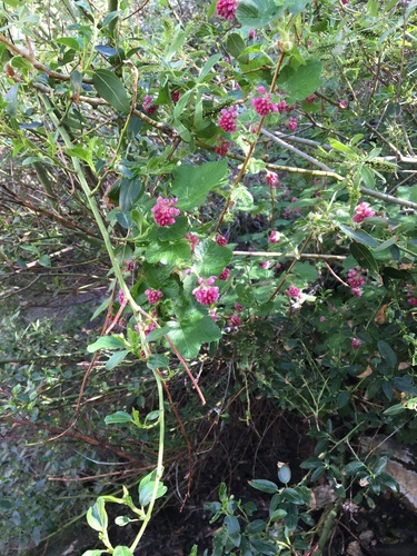 Ribes nevadense (mountain pink currant)