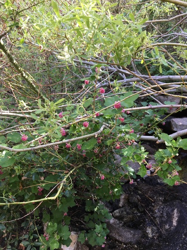 Ribes nevadense (mountain pink currant) (alternate view 2)