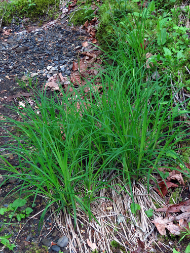 Carex stricta (Tussock Sedge)
