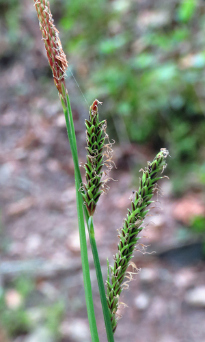 Carex stricta (Tussock Sedge)