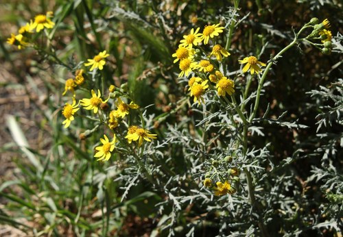 Senecio squalidus (Oxford Ragwort)