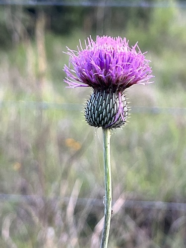 Cirsium texanum (Texas Thistle) (alternate view 4)