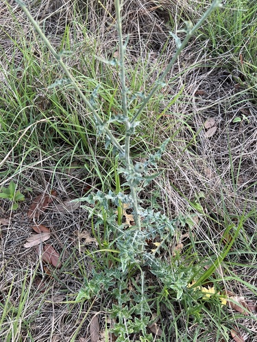 Cirsium texanum (Texas Thistle) (alternate view 5)