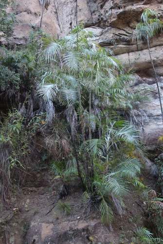 Dypsis (alternate view 7)