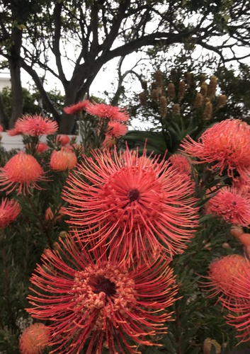 Leucospermum × hybridum (Pincushion Hybrids)