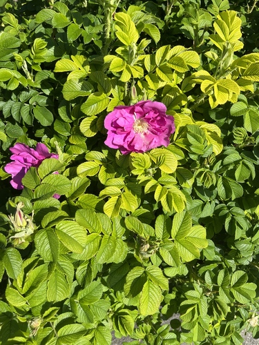 Rosa rugosa (rugosa rose) (alternate view 2)
