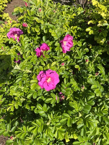 Rosa rugosa (rugosa rose)