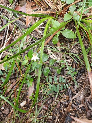 Lobelia purpurascens (White Root) (alternate view 6)