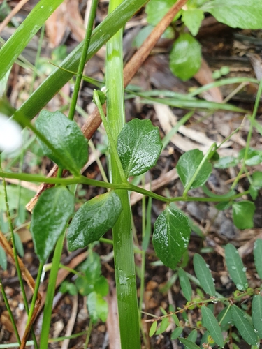 Lobelia purpurascens (White Root) (alternate view 7)