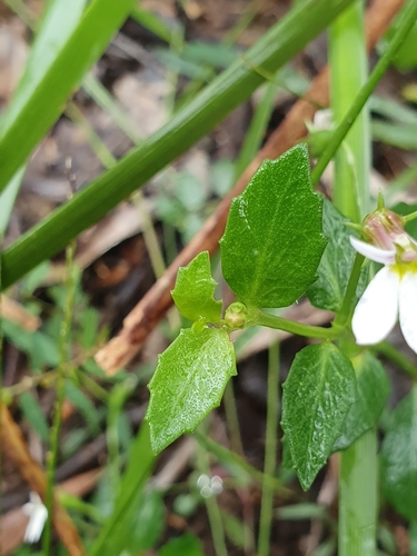Lobelia purpurascens (White Root) (alternate view 8)