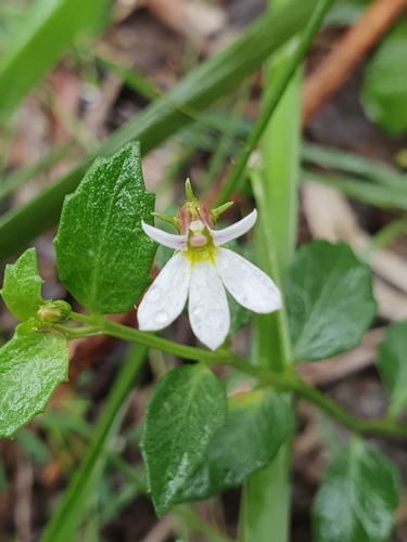 Lobelia purpurascens (White Root) (alternate view 9)