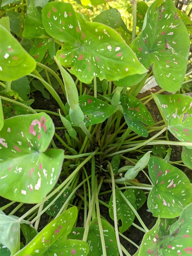 Caladium bicolor (Caladium)