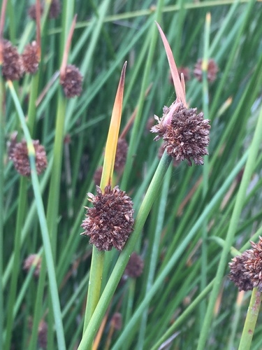 Ficinia nodosa (Knobby Clubrush) (alternate view 3)