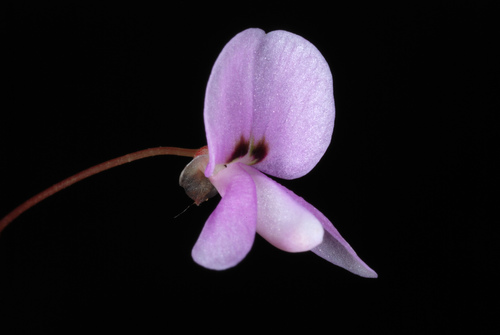 Hylodesmum nudiflorum (naked-flowered tick-trefoil) (alternate view 6)