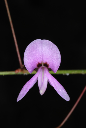 Hylodesmum nudiflorum (naked-flowered tick-trefoil) (alternate view 7)