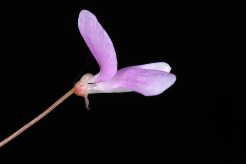 Hylodesmum nudiflorum (naked-flowered tick-trefoil) (alternate view 8)