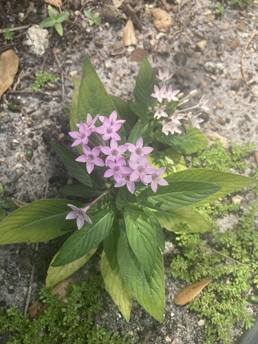 Pentas lanceolata (Egyptian Star-cluster) (alternate view 9)