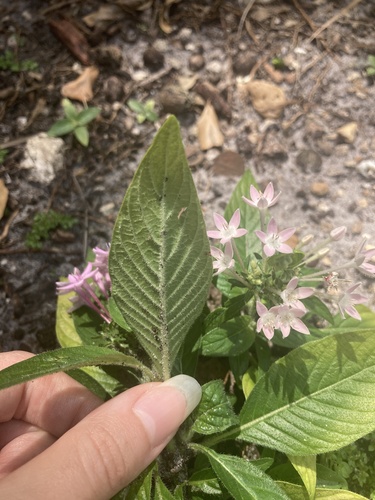 Pentas lanceolata (Egyptian Star-cluster) (alternate view 10)