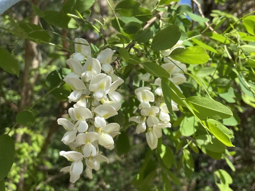 Robinia pseudoacacia (black locust)