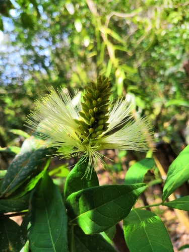 Inga