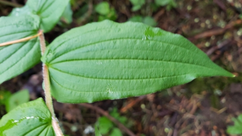 Prosartes hookeri (Hooker's Fairy Bells)