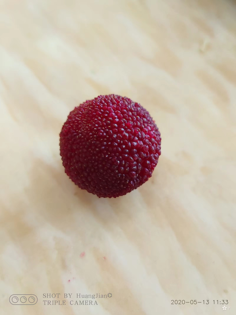 Morella rubra, Chinese bayberry — spreading evergreen (Myricaceae) (image 2 of 10)