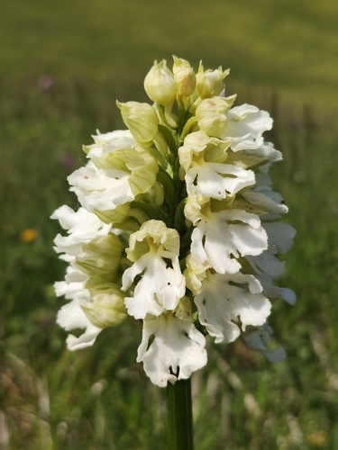 Orchis purpurea (Lady Orchid)