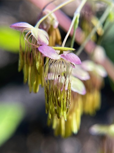 Thalictrum dioicum (early meadow-rue) (alternate view 8)