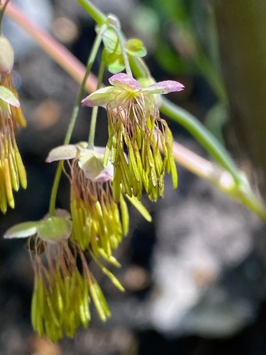 Thalictrum dioicum (early meadow-rue) (alternate view 9)