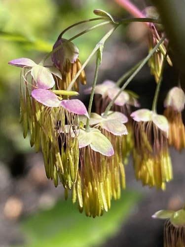 Thalictrum dioicum (early meadow-rue) (alternate view 10)