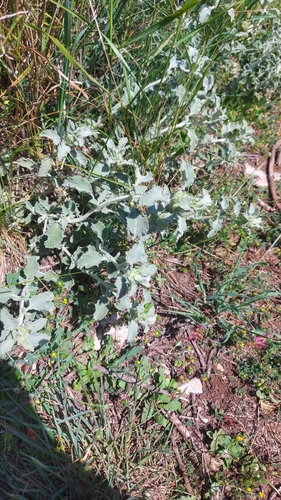 Marrubium incanum (alternate view 7)