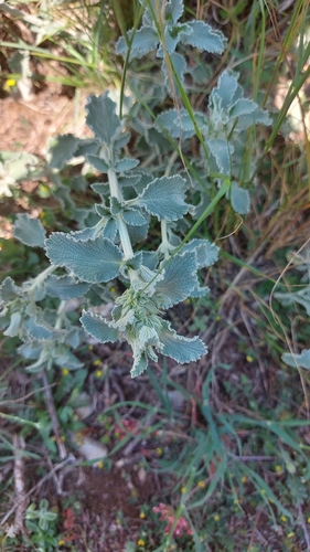 Marrubium incanum (alternate view 8)