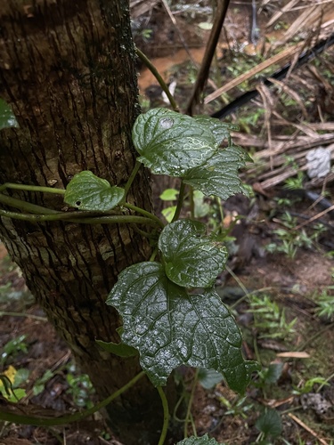 Mikania (hempvines) (alternate view 4)