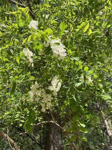 Robinia pseudoacacia (black locust) (alternate view 2)
