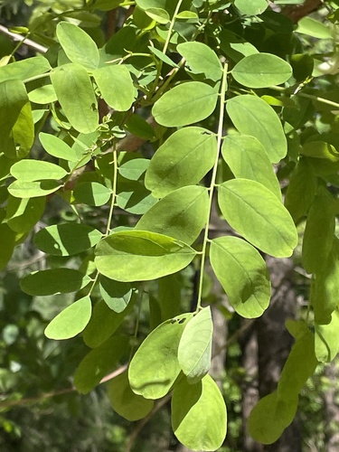 Robinia pseudoacacia (black locust) (alternate view 3)